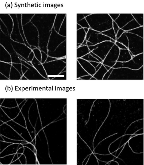 Diffusion model microscopy teaser